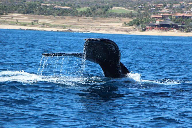 Whale Watching in Cabo San Lucas on board our Luxury Trimaran! - The Boat Matters: Luxury Trimaran Sight Lines and Comfort