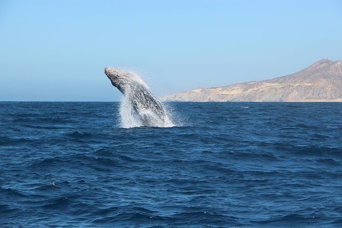Whale Watching in Cabo San Lucas on board our Luxury Trimaran! - The Real Logistics: Pickup, Mobile Ticket, and Finding Your Dock