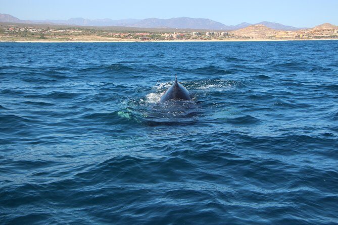 Whale Watching in Cabo San Lucas on board our Luxury Trimaran! - Price and Value: What $115 Buys You for 2 Hours on the Water
