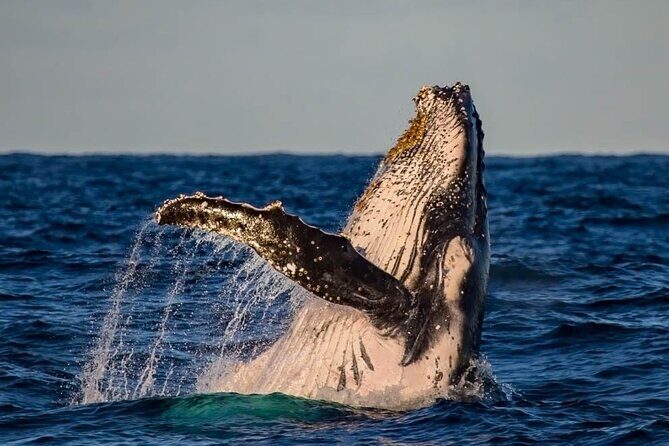 Whale Watching in Cabo San Lucas on board our Luxury Trimaran! - What You’ll Likely See: Gray Whales, Humpbacks, and Breaching Moments