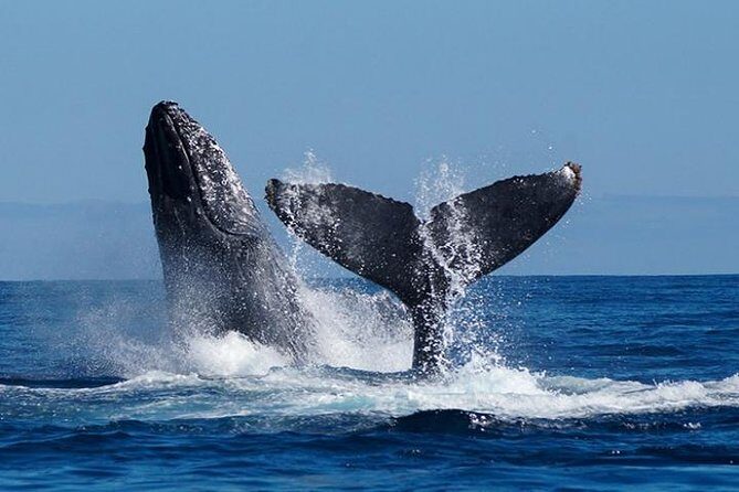 Whale Watching on 2 Level Big Boat with Breakfast and Drinks INCLUDED - Cabo whale watching, but make it morning food-and-views