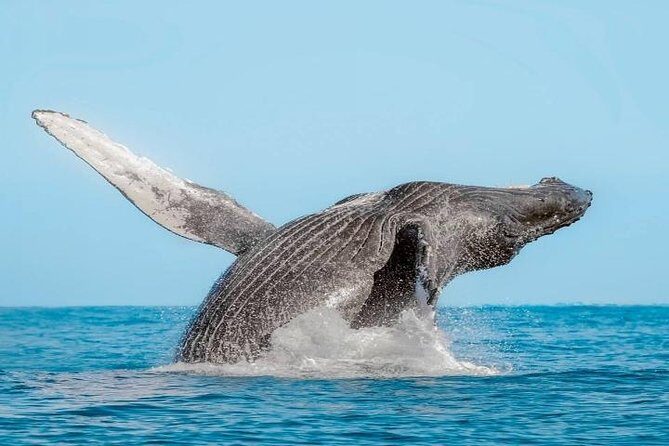 Whale Watching on 2 Level Big Boat with Breakfast and Drinks INCLUDED - Boat comfort and group size: why “big” doesn’t always mean crowded