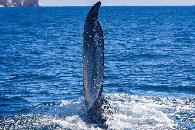 Whale Watching on a Glass Bottom Boat - The Small-Group Difference: Why Max 15 People Matters