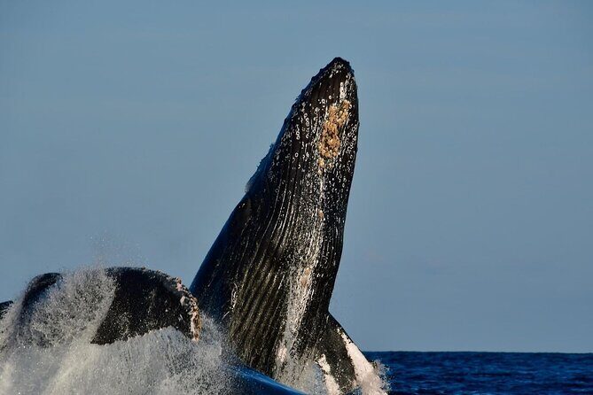 Whale Watching on a Glass Bottom Boat - Morning vs. Later Departures: Chasing Calm Seas