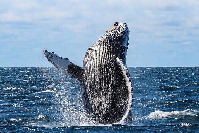 Whale Watching on a Glass Bottom Boat - Stop 1: El Arco de Cabo San Lucas and the Sea Lion Colony