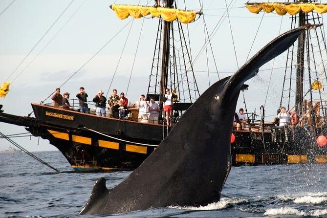 Whale-Watching Pirate Ship Cruise in Los Cabos - Breakfast + Open Bar: Fuel for Whale Spotting