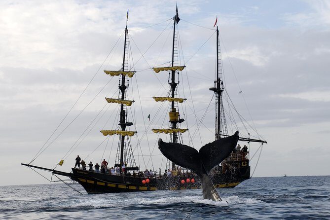 Whale-Watching Pirate Ship Cruise in Los Cabos - The Guide’s Job: Trivia, Commentary, and Keeping It Fun