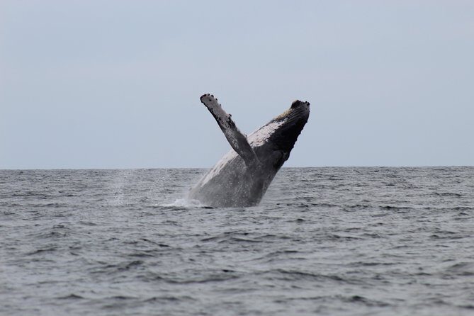 Whale Watching Shared Tour - Key Highlights You’ll Feel Right Away