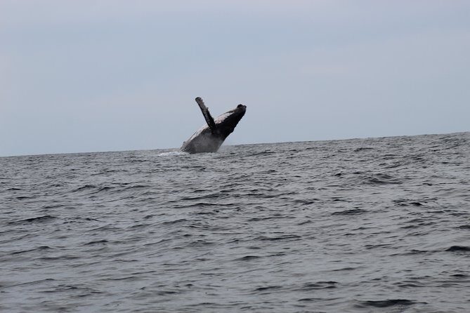 Whale Watching Shared Tour - D Dock Marina: The Starting Line in Cabo San Lucas