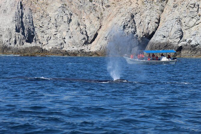 Whale Watching Shared Tour - The Whale Sighting: Watching Without Disturbing