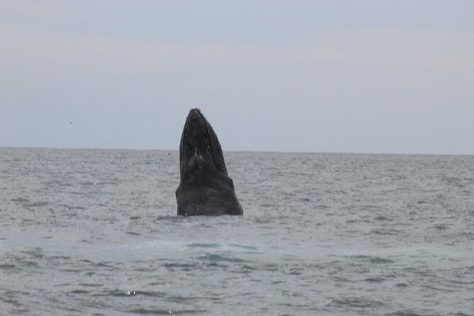Whale Watching Shared Tour - Shared Tour Reality: What a Max-14 Group Means