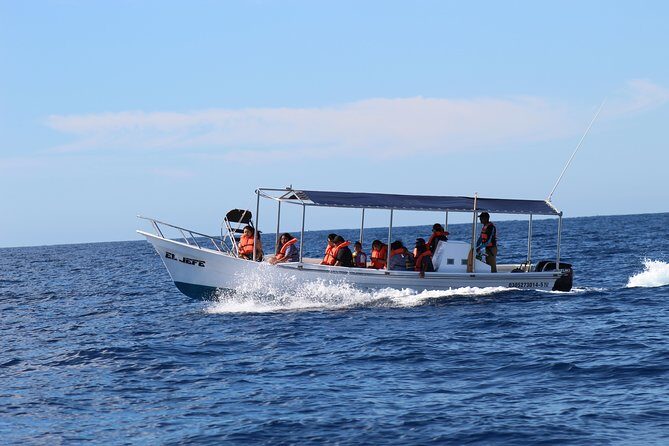 Whale Watching Shared Tour - Timing, Weather, and Whale Season: Your Best Chance to See Them