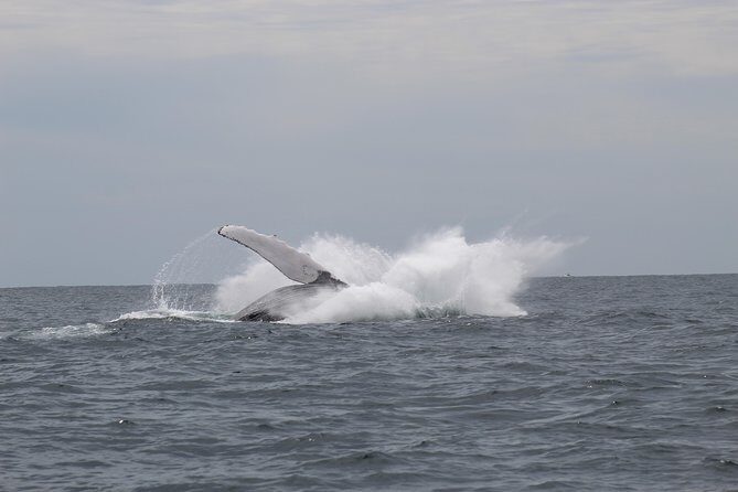 Whale Watching Shared Tour - Price and Value: What $70 Gets You in 2.5 Hours