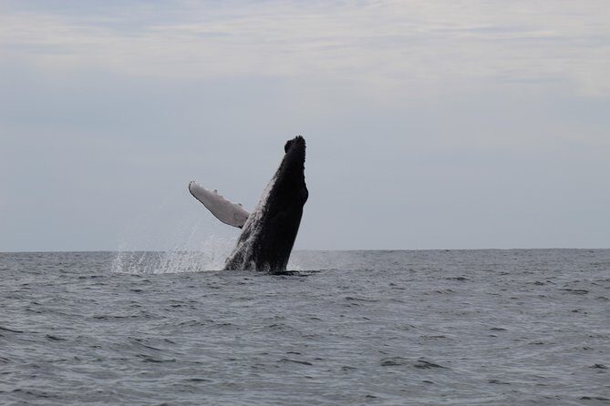 Whale Watching Shared Tour - Who This Whale Watching Trip Fits Best