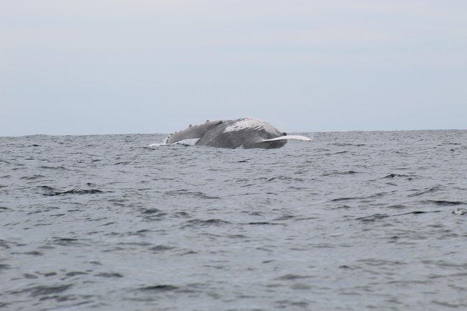 Whale Watching Shared Tour - El Arco Photo Stop: Fast Iconic Cabo Before the Whale Hunt