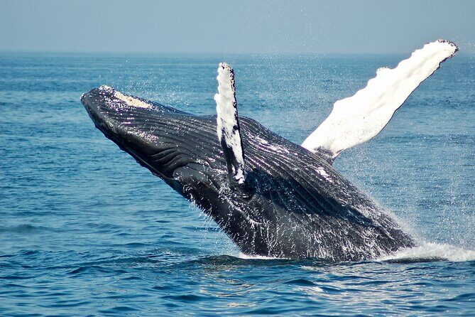 Whale Watching Snorkel Combo - Whale Watching Plus Snorkeling: A Morning That Makes Sense