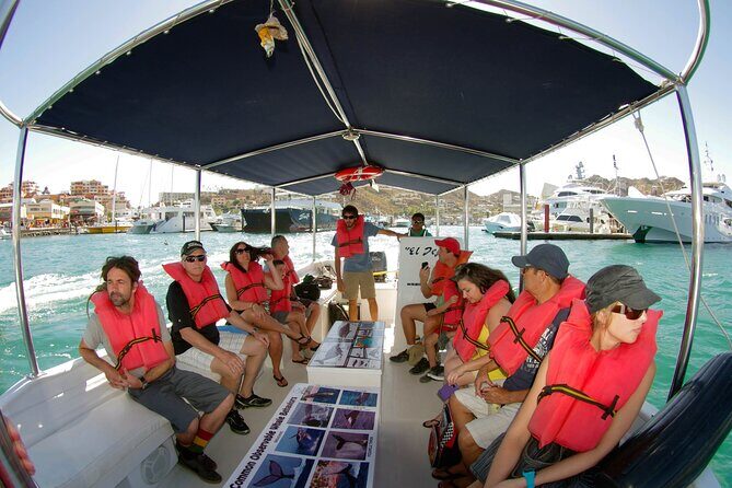Whale Watching Snorkel Combo - The Best Part: Two Hours of Humpback Whale Action
