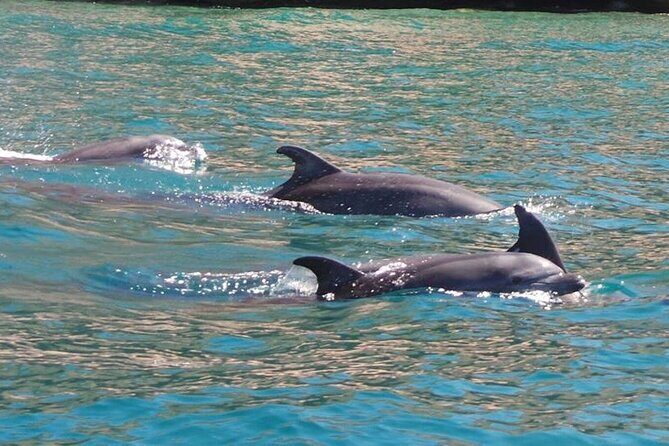 Whale Watching Snorkel Combo - Snorkeling at a Secluded Reef: Warm Fishes, Cool Water