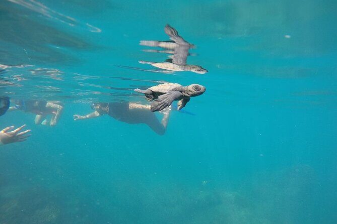 Whale Watching Snorkel Combo - Small-Group Shared Tour, Big-Nature Feel