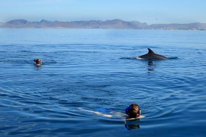 Whale Watching Snorkel Combo - Price Check: Is $175 Worth It?