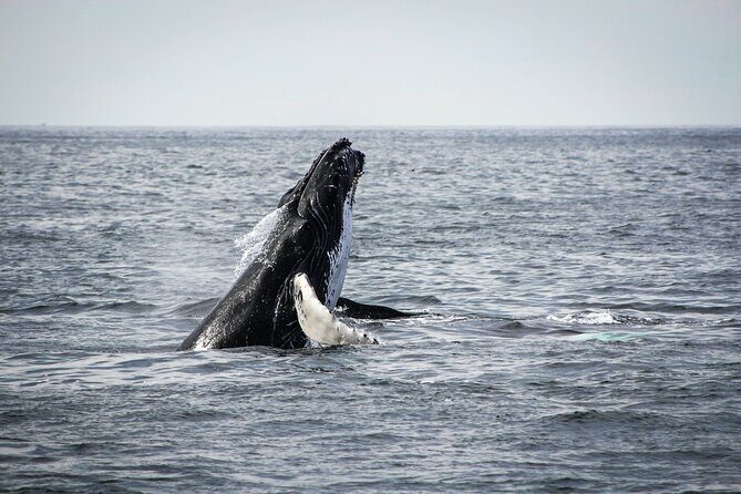 Whale Watching Snorkel Combo - Getting to the Water: Plaza Nautica, 8:00am Check-In, 8:30am Departure