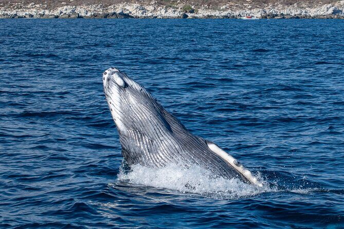 Whale Watching & Snorkeling Combo in Los Cabos with Photos Included - Whale Watching + Snorkeling in Cabo: The Best-Worst Trade-Off