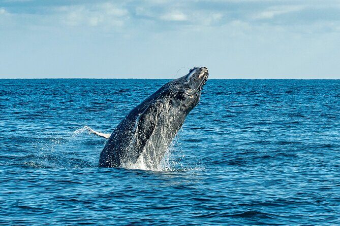 Whale Watching & Snorkeling Combo in Los Cabos with Photos Included - Snorkeling Stop in the Sea of Cortez: Fish, Turtles, Rays, and Friends