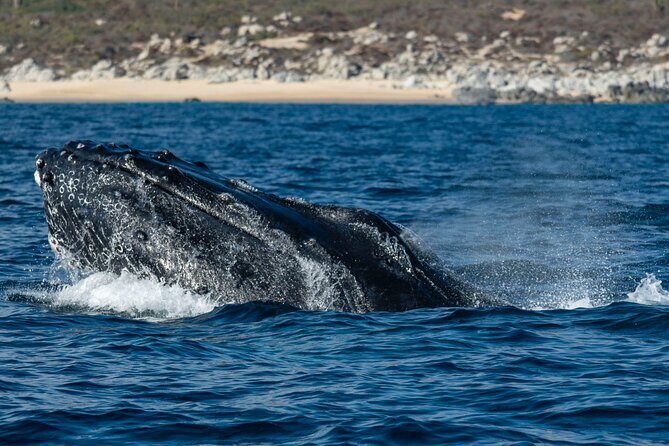 Whale Watching & Snorkeling Combo in Los Cabos with Photos Included - Group Size and How It Feels on the Water
