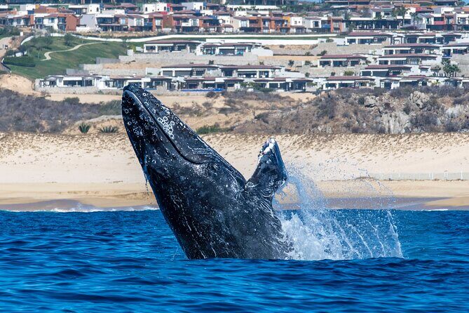 Whale Watching & Snorkeling Combo in Los Cabos with Photos Included - Price and Value: Why $125 Works for a Combo Tour