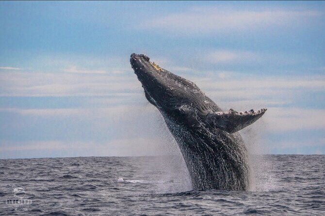 Whale Watching Tour in Cabo San Lucas - Quick hits before you go