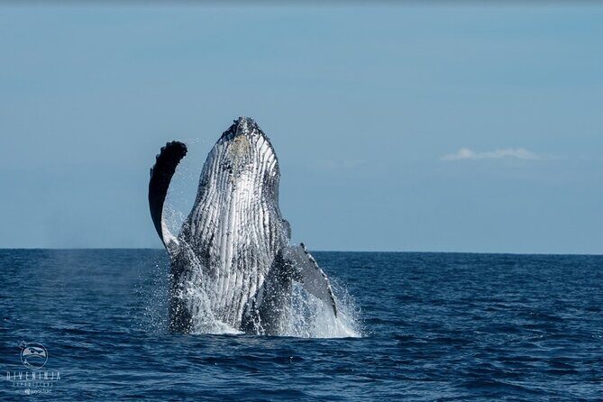 Whale Watching Tour in Cabo San Lucas - Getting to the boat in Downtown Cabo (and why it’s nice)
