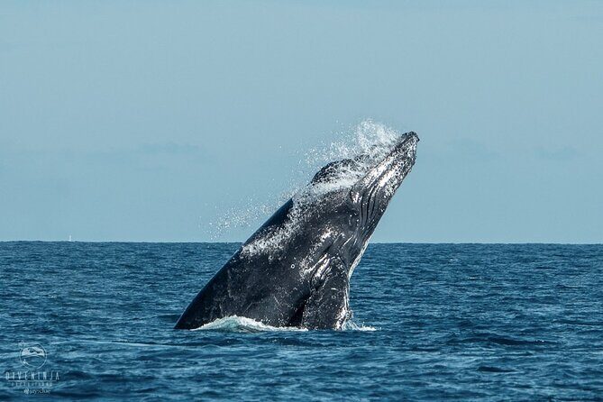 Whale Watching Tour in Cabo San Lucas - The best part: listening to whale song through the hydrophone