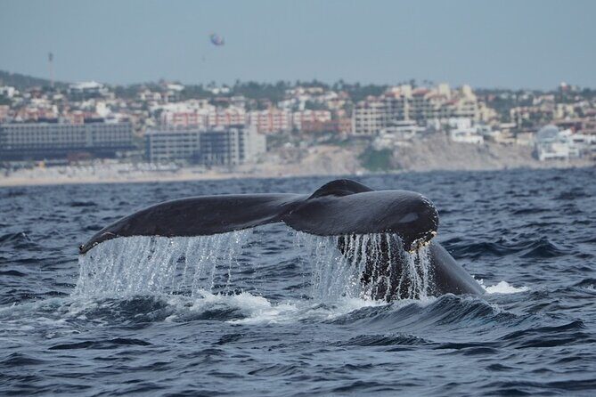 Whale Watching Tour in Cabo San Lucas - Whale Defender: turning a fun outing into real protection