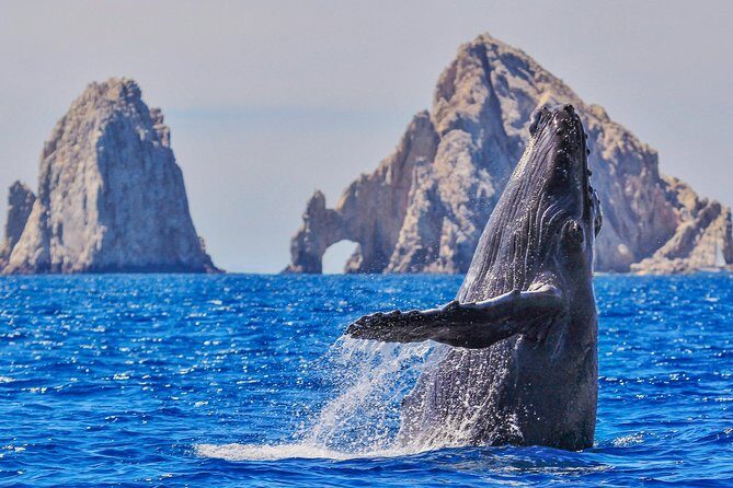 Whale Watching Tour in Glass Bottom Boat (VisitA Cabo) - Key points before you go