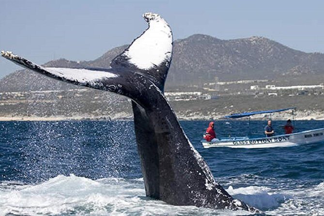 Whale Watching Tour in Glass Bottom Boat (VisitA Cabo) - Cabo whale watching on a glass-bottom boat: what to expect