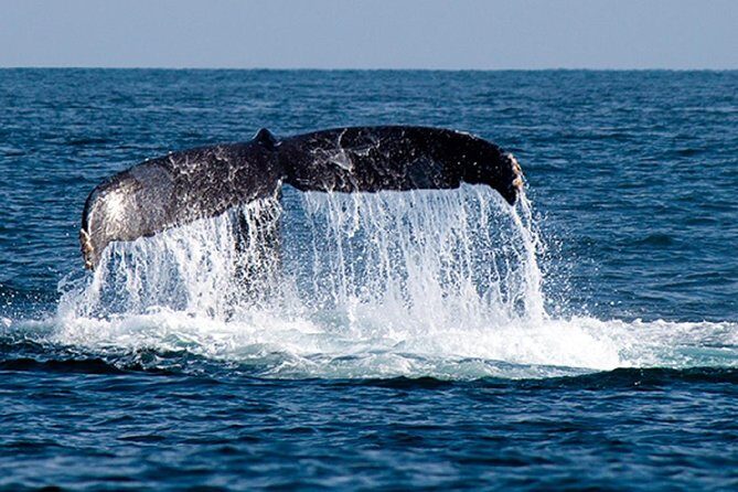 Whale Watching Tour in Glass Bottom Boat (VisitA Cabo) - Stop 1: El Arco de Cabo San Lucas and the first wave of whale-scanning