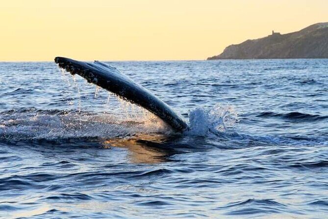 Whale Watching Tour in Los Cabos - Onboard Comfort and Food: Snacks, Coffee, and Room to Roam