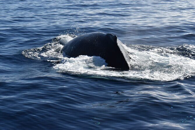 Whale Watching Tour in Los Cabos - Crew Skills and Whale Safety: The Good, the Mixed, and What You Should Expect