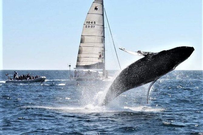 Whale Watching Tour in Los Cabos - Timing in Cabo: Don’t Let the Time Difference Catch You