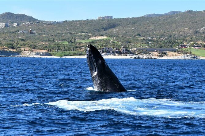 Whale Watching Tour in Los Cabos - Price and Value: Why $60 Can Work Here