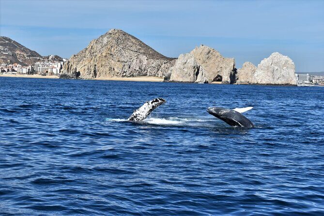 Whale Watching Tour in Los Cabos - Who This Tour Suits Best (and Who Might Want a Different Option)