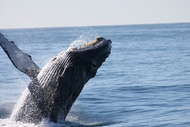 Whale Watching Tour in Los Cabos - Whale Watching Where It Matters: The Bay and the Pacific Search