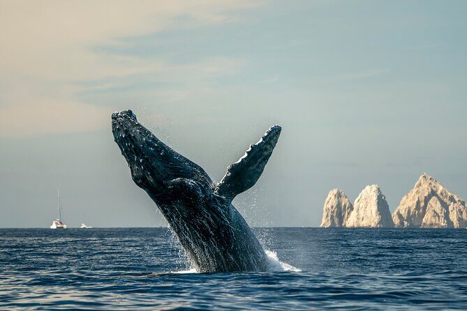 Whale Watching Tour with Arch and Beach in Cabo San Lucas - Cabo’s Arch and whale watching: why this combo works