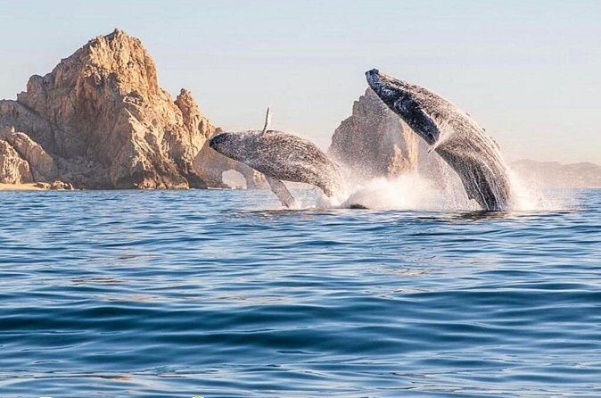Whale Watching Tour with Arch and Beach in Cabo San Lucas - Boat comfort, safety gear, and photo reality