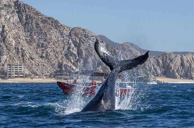 Whale Watching Tour with Arch and Beach in Cabo San Lucas - Guides, crews, and the photo pressure question