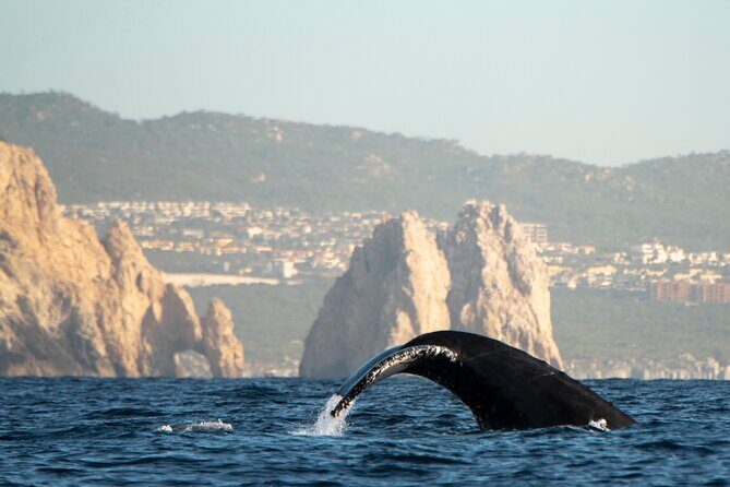 Whale Watching Tour with Arch and Beach in Cabo San Lucas - Price and value: is $51.38 actually fair?
