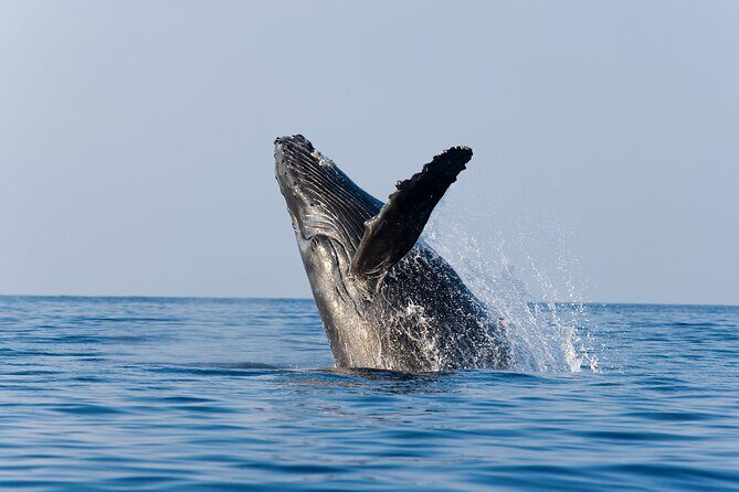 Whale Watching with Lunch and transportation included - Key highlights to know before you go