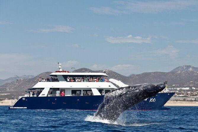 Whale Watching with Lunch and transportation included - Getting from your hotel to the marina (and what to expect from the ride)