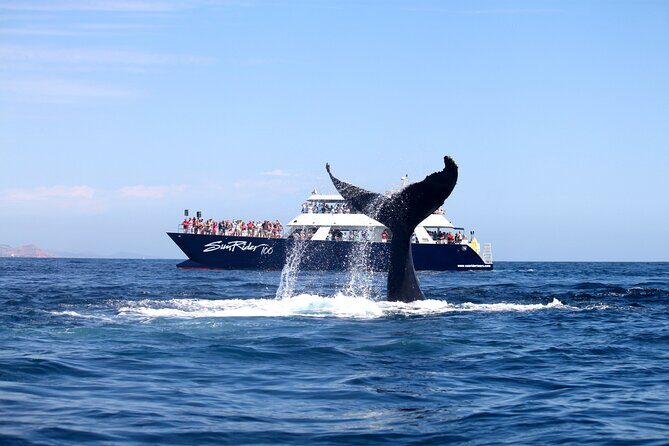 Whale Watching with Lunch and transportation included - Bilingual guiding and marine talk: how to actually learn something on deck