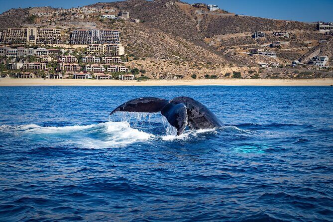 Whale Watching with Lunch and transportation included - What to bring so you stay comfortable on the water
